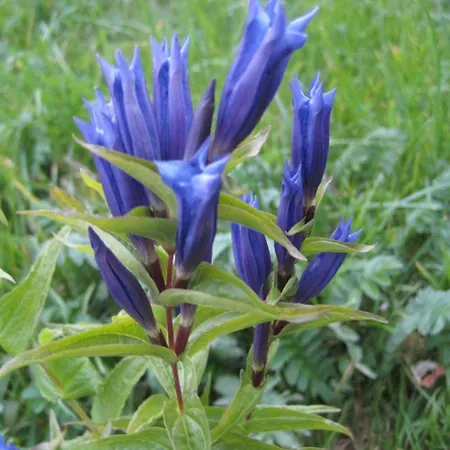 בית חווה Bergbauernhof Haug